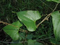 Dioscorea convolvulacea