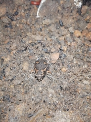 Uperodon taprobanicus