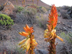 Aloe microstigma microstigma