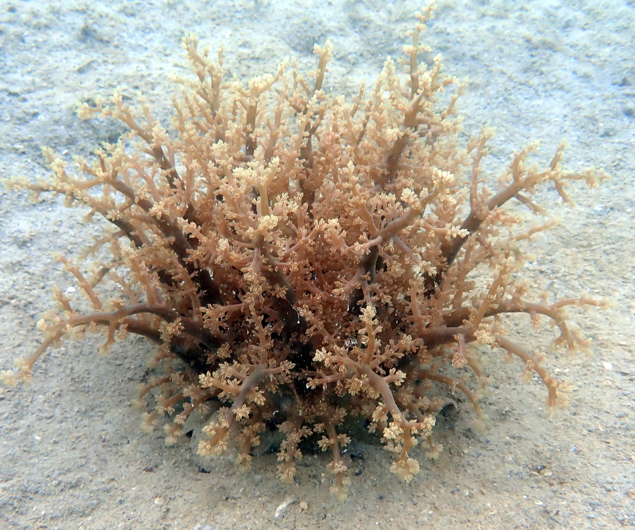 Actinodendron arboreum (Quoy & Gaimard, 1833)