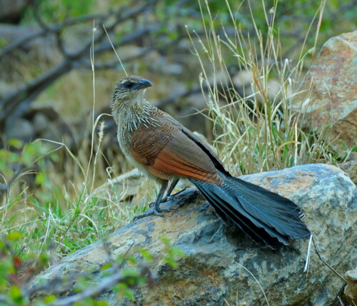 White-browed Coucal