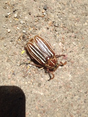 Polyphylla decemlineata