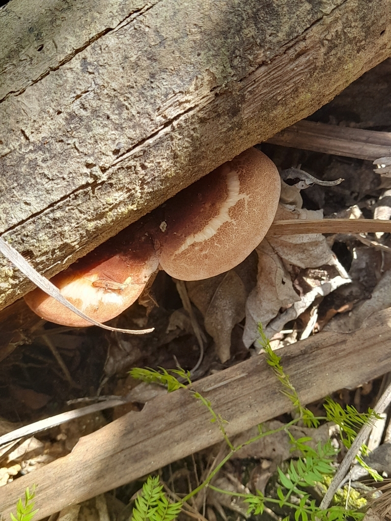 Echinochaete russiceps · February 2025 · photo: © mphnz (iNaturalist, cc0)