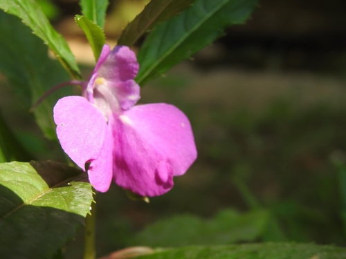 Garden balsam