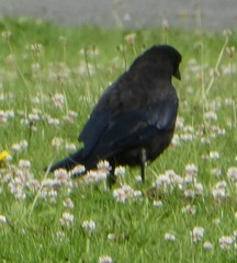 Corvus corone