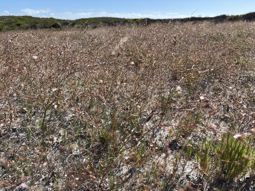 Image of Liliform Sea-Lavendar (Limonium anthericoides) by (c) Charleen Brunke, some rights reserved (CC BY)