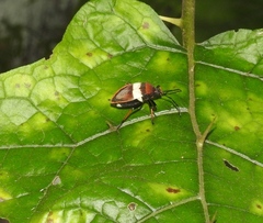 Largus balteatus