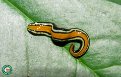 Geoplana apua