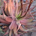 Aloe microstigma - Photo (c) douglaseustonbrown, algunos derechos reservados (CC BY-SA), uploaded by douglaseustonbrown