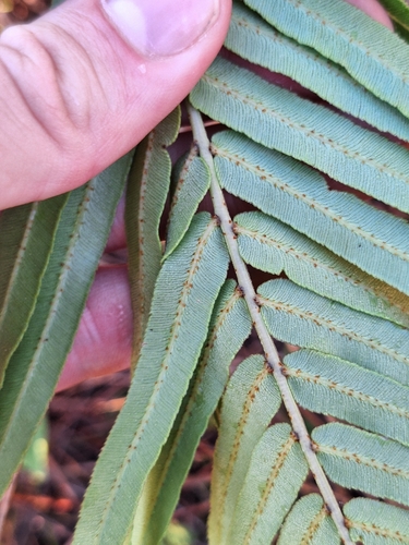 Image of Telmatoblechnum indicum by (c) Oscar Dove, some rights reserved (CC BY)