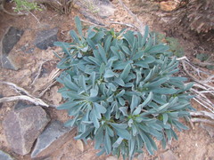 Euphorbia loricata