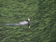 Fulica atra