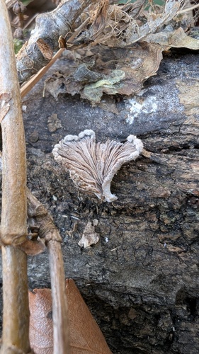Schizophyllum commune