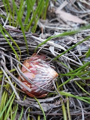 Protea piscina