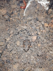 Uperodon taprobanicus