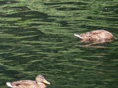 Anas platyrhynchos