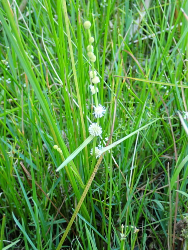 Floating Bur-reed (Sparganium subglobosum)