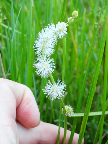 Image of Sparganium subglobosum by (c) Benjamin Lavin, some rights reserved (CC BY)