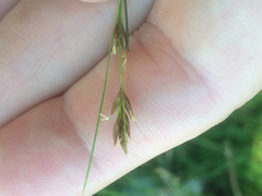 Rhynchospora capillacea