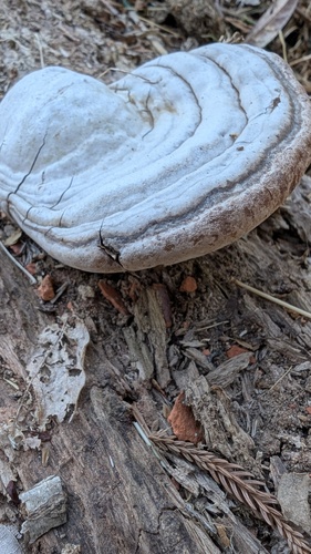 Ganoderma applanatum