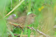 Locustella lanceolata