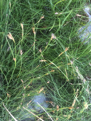 Rhynchospora capillacea