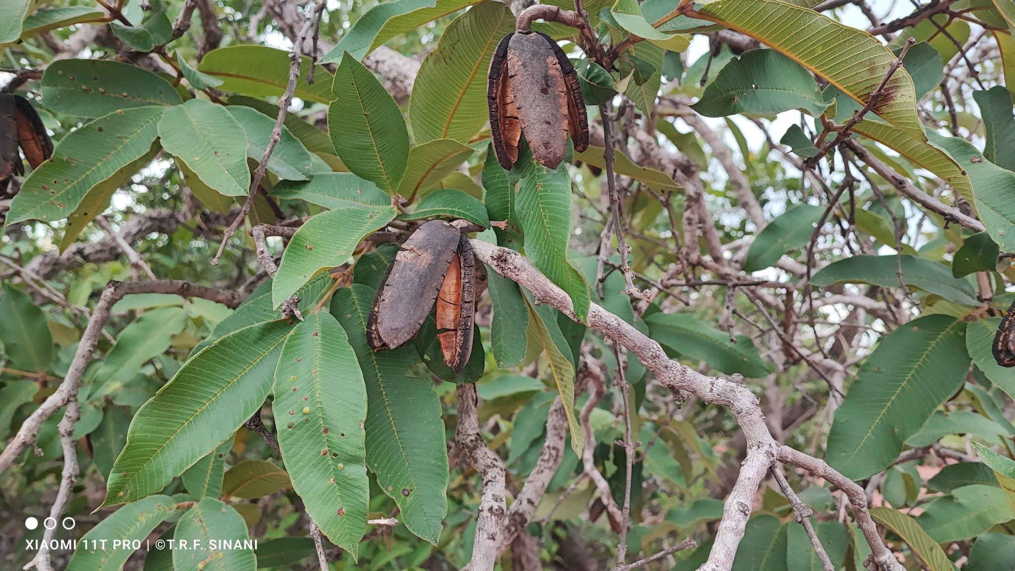Imagem de Pau-Terra