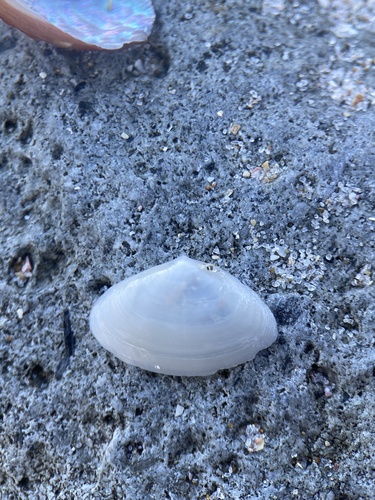 Scalpomactra scalpellum observed 2025-02-23