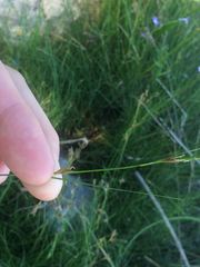 Rhynchospora capillacea