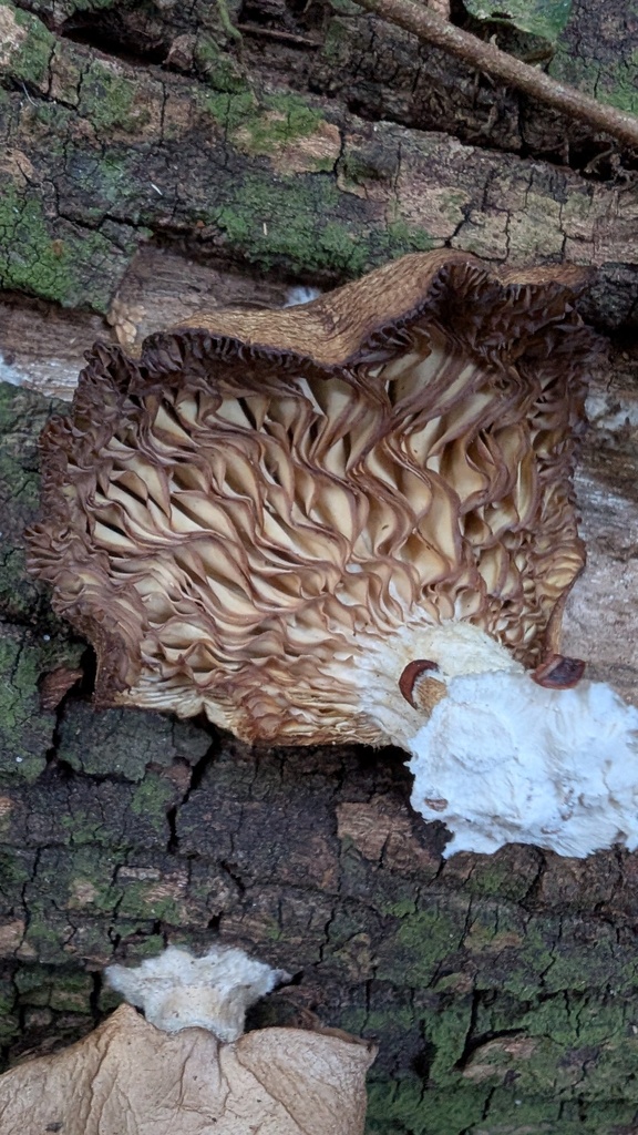Pleurotus ostreatus · February 2025 · photo: © atsushi_nakajima_cirque (iNaturalist, cc-by)