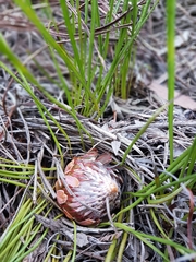 Protea piscina