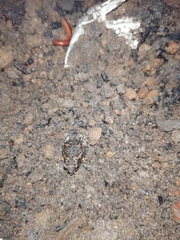 Uperodon taprobanicus