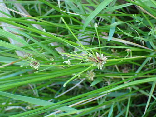 Image of Isolepis prolifera by (c) Benjamin Lavin, some rights reserved (CC BY)