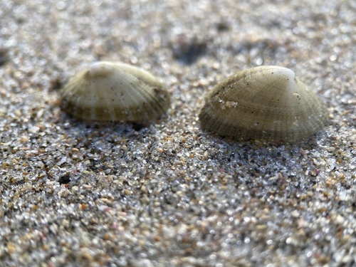 Emarginula striatula observed 2025-02-23