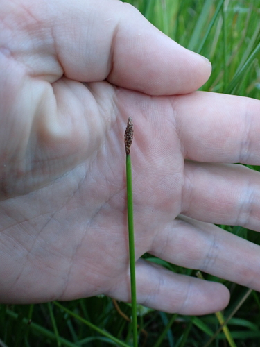 Image of Eleocharis acuta by (c) Benjamin Lavin, some rights reserved (CC BY)