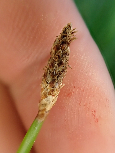Image of Eleocharis acuta by (c) Benjamin Lavin, some rights reserved (CC BY)