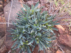 Euphorbia loricata