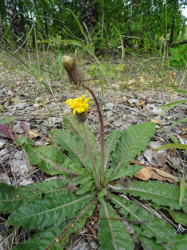 Dioszegia