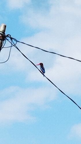 Javan Kingfisher
