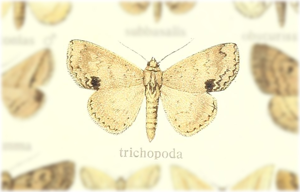 Blasticorhinus waelbroecki