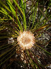 Protea piscina