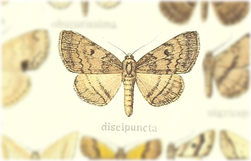 Blasticorhinus discipuncta