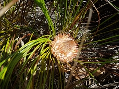 Protea piscina