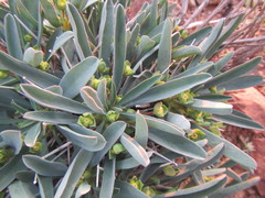 Euphorbia loricata