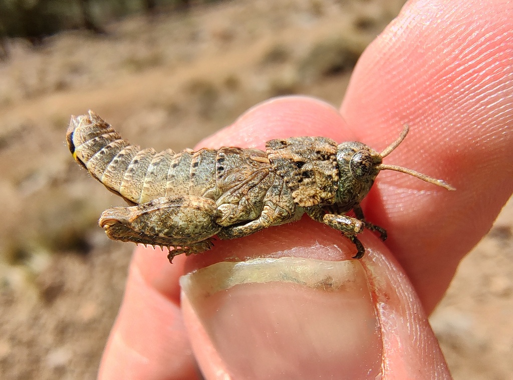 Nadigeumigus