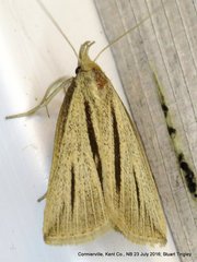 Macrochilo bivittata