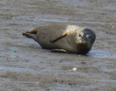 Phoca vitulina vitulina