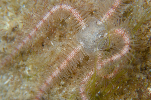 Ophiothrix caespitosa observed 2025-02-26