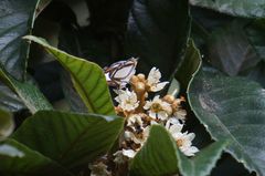 Thisbe lycorias