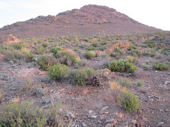 Euphorbia loricata